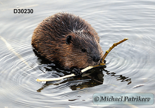 North American Beaver (Castor canadensis)